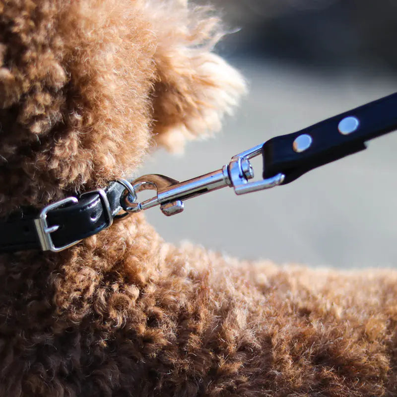 Colorful Leather Pet Collar