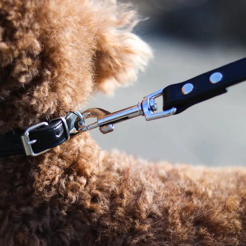 Colorful Leather Pet Collar